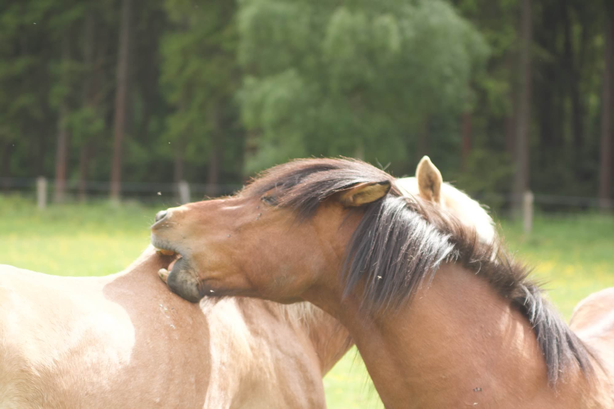 Pferde auf der Weide von Hof Liberté in der Eifel