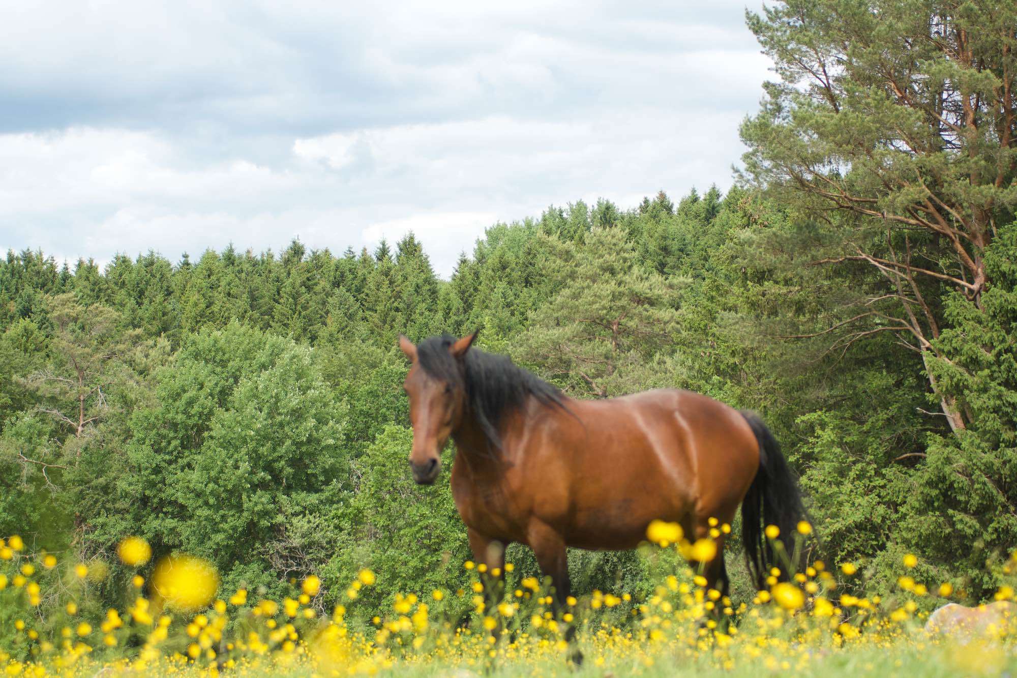 Pferd auf einer Butterblumenwiese vor dem Eifelwald